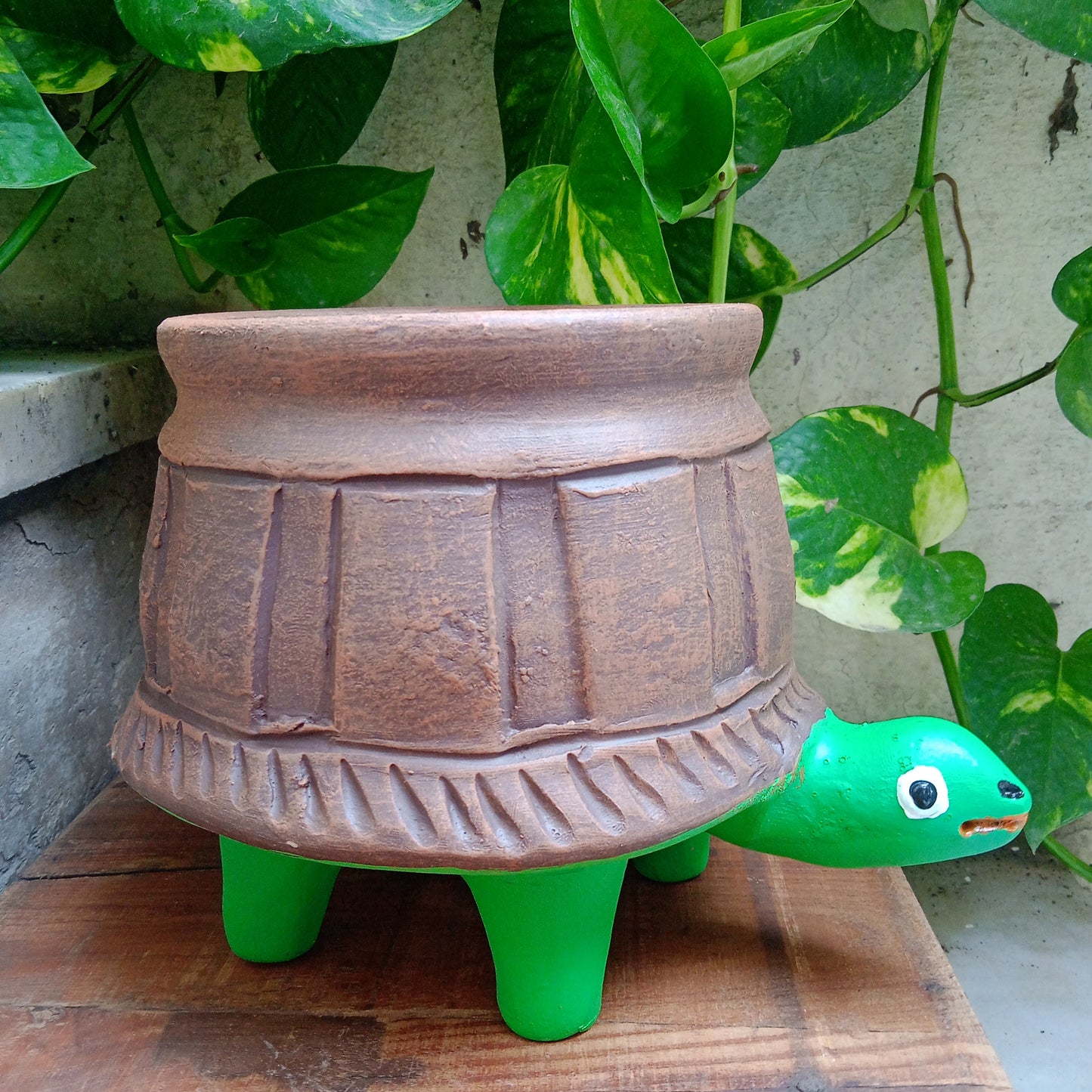 Painted Tortoise