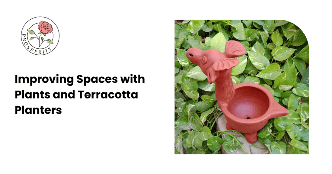 Improving Spaces with Plants and Terracotta Planters 
